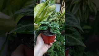 Plant #shorts #trending #shortsfeed #plants #reels #viralvideo #trending #song