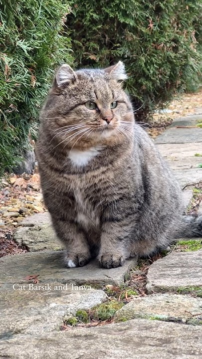 Барсик в октябре. BARSIK in October. #catvideos #barsik #catlover - YouTube