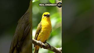 Weaver Bird – The Real Engineer! 🤯 | Amazing Bird Nest Architecture #shorts