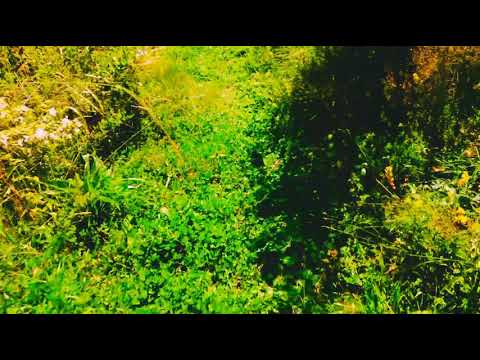 თევრეშო