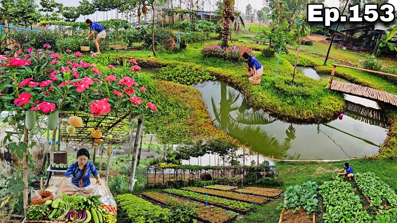 Ep.153 เก็บผักสดๆกับบรรยากาศวันฝนพรำ|ย้ายกล้าผักสลัด อนุบาลในถาดหลุม