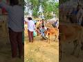 🤣🙆♂️ Cow theft at cattle market #funny #shorts #entertainment