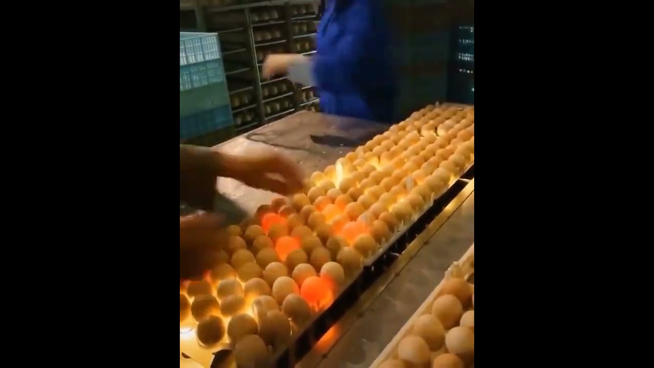 Automatic egg candling machine illuminates unfertilized eggs adlı videoyu YouTube'da izle Automatic egg candling machine illuminates unfertilized eggs adlı videoyu YouTube'da izle