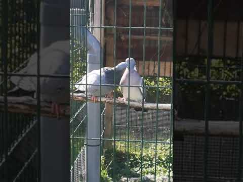 Accouplement Pigeon Gascogne Ramier 