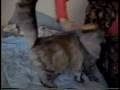 Gobajie - (Pixie #3) - Silver Fox Kitty