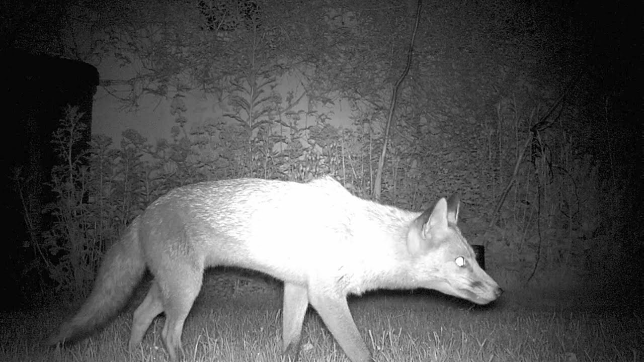 gardeners supply catalog Aldi Trail Cam Test