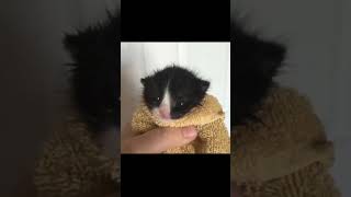 Cat Horn Meme  #memes #cat  #funny #funnycats