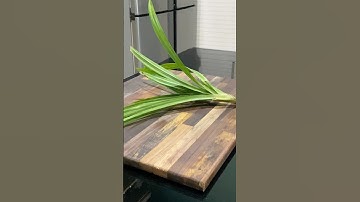 Cutting Pandan Leaves from the Stem: Nature’s Aroma Unleashed!