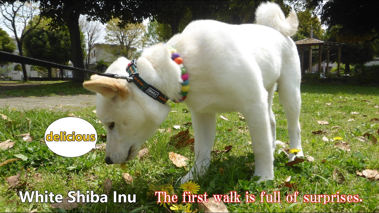 White Shiba Inu：The First Walk Is Full Of Surprises 【English】 - Youtube