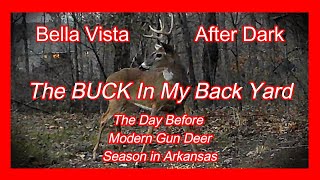 The Buck In My Back Yard