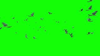 Top Green Screen Magic Fairy Flying Animations Pack Free Download