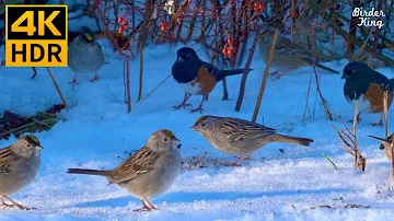 Cat TV for Cats to Watch 😺 Cute birds at winter wonderland 🐦 Chatty squirrels 🐿 8 Hours(4K HDR)