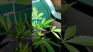 sa sent bon l'été #plants #3g