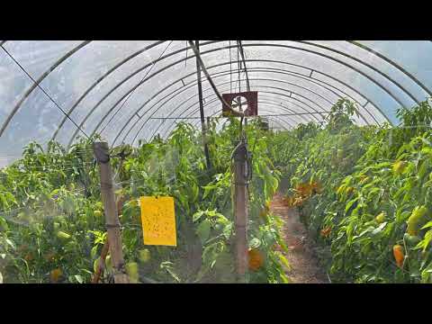 Video: Je bez pesticídov rovnako ako organické?