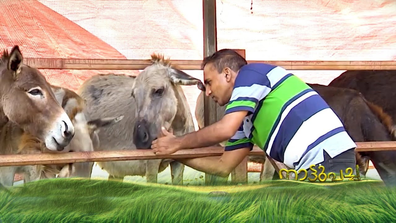 ജീവിതം കൈവിട്ടപ്പോള്‍ മധുരപ്രതികാരം; ഐടി വിട്ട് കഴുതപ്പാലിലൂടെ നേട്ടം കൊയ്ത എബിയുടെ കഥ