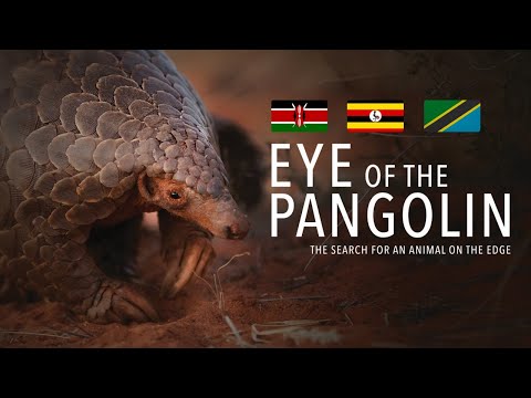 Video: Je, pangolin inaweza kuweka mayai?