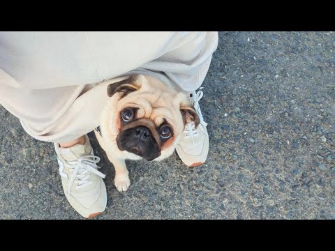 臆病なパグは白鳥に威嚇され、野良猫に睨まれます…。Timid pugs are intimidated by swans and glared at by stray cats...【パグ、pug】