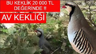 bu keklik 20 000 tl degerinde very valuable partridge keklik avi youtube