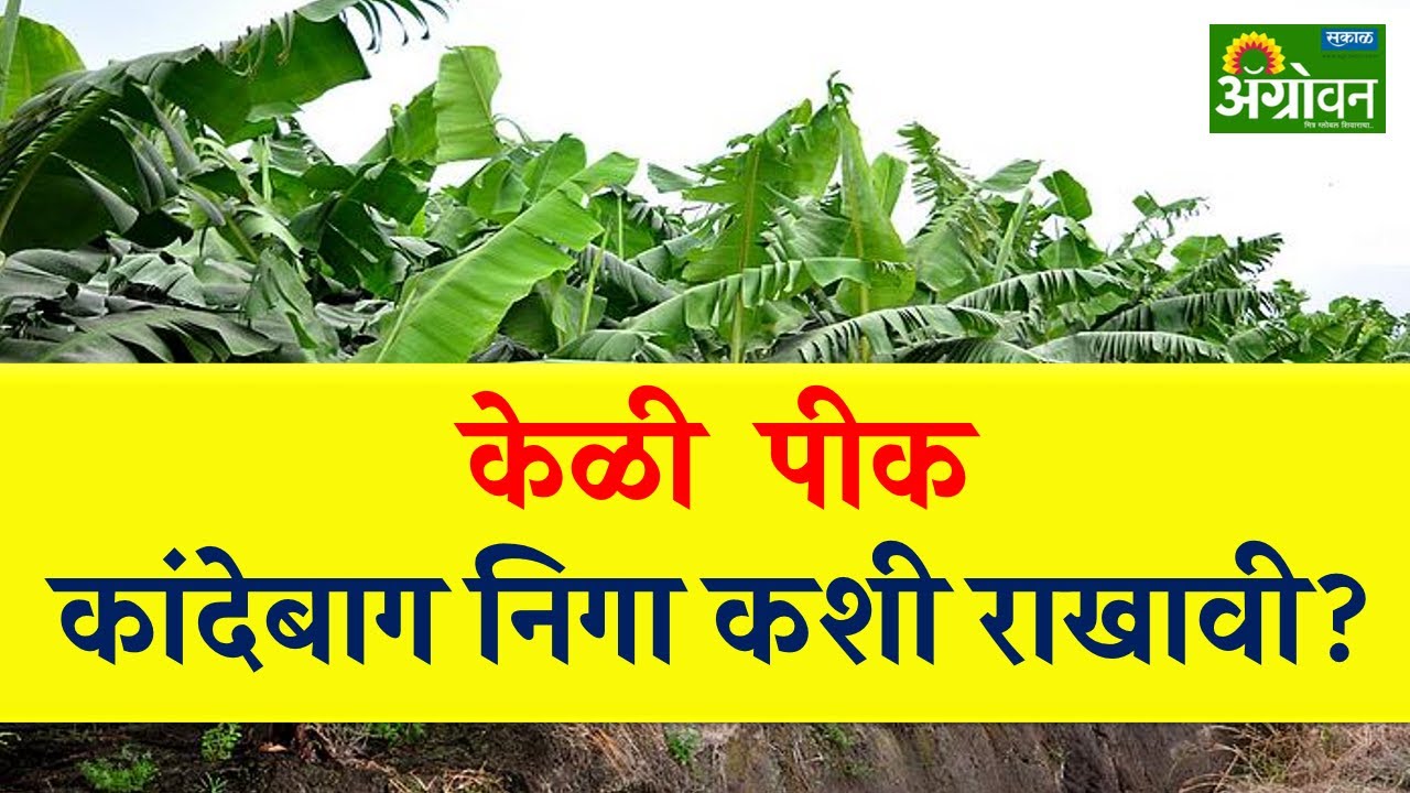 केळी पीक सल्ला | केळी कांदेबाग निगा कशी राखावी || Agrowon