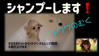 【チワワ】むくのシャンプー