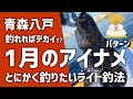 釣れればでかい!?1月冬のアイナメ攻略 ライト釣法 ＠青森八戸港 ロックフィッシュ