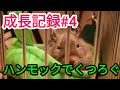 【デグー】ビビの成長記録#4