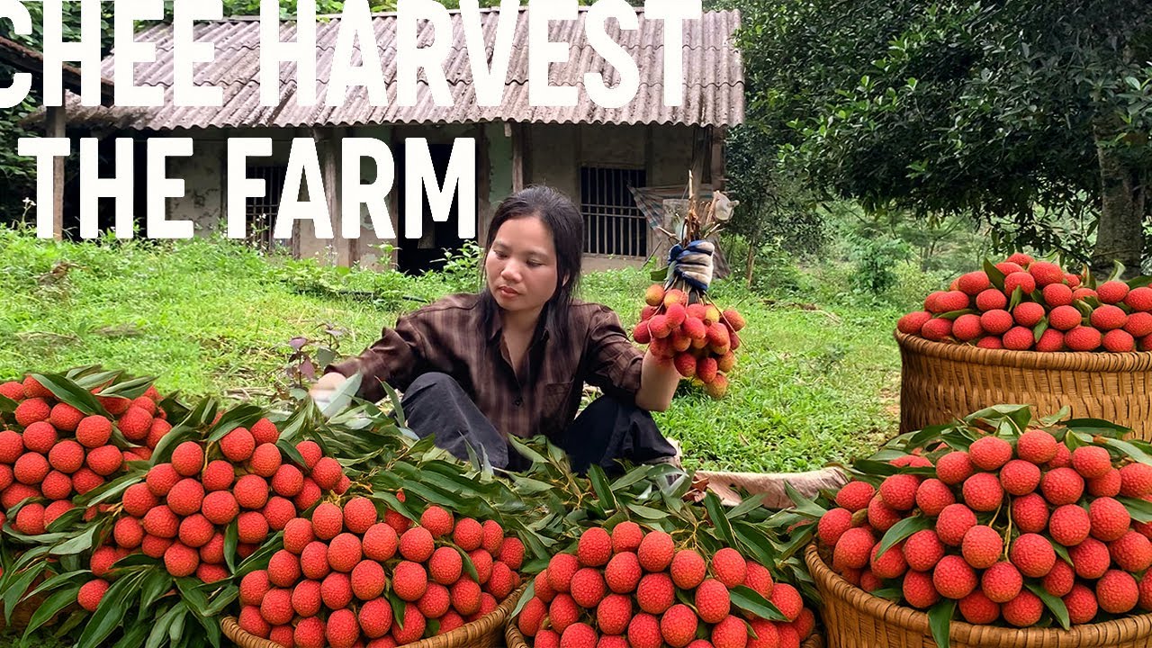 The lychee season is abundant - farmers are getting good prices.@lychee