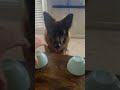 Arya the German Shepard plays the Shell Game