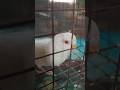 Albino budgies red eyes 😱😱 #birds #shortvideo #shorts #lovebirds #cockatil #parrot
