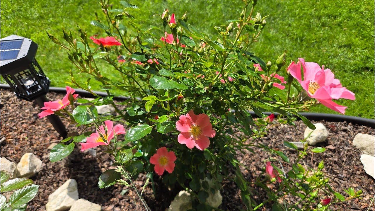 ОБЗОР САДА в конце июня🏡, в  промежутках между ливнями🌨☔️покажу новинки и новый МАФ своими руками)