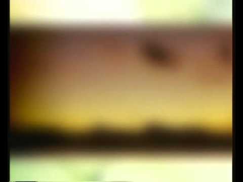 Video Cánh Chim Mùa Đông - Canh chim mua dong - winter birds... - youtube
