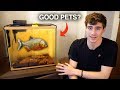 THE TRUTH ABOUT My PIRANHAS... you should know this about them