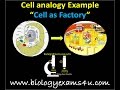 Cells as Factories: Understanding Structure and Function