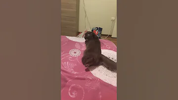 Мартовская кошка