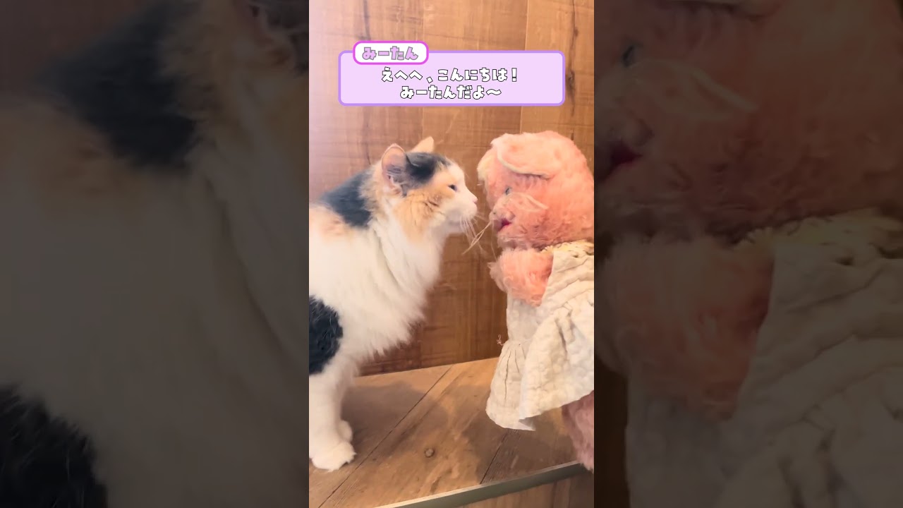 シナぷしゅ】猫の日！ひーたんみーたんが猫カフェにおでかけ