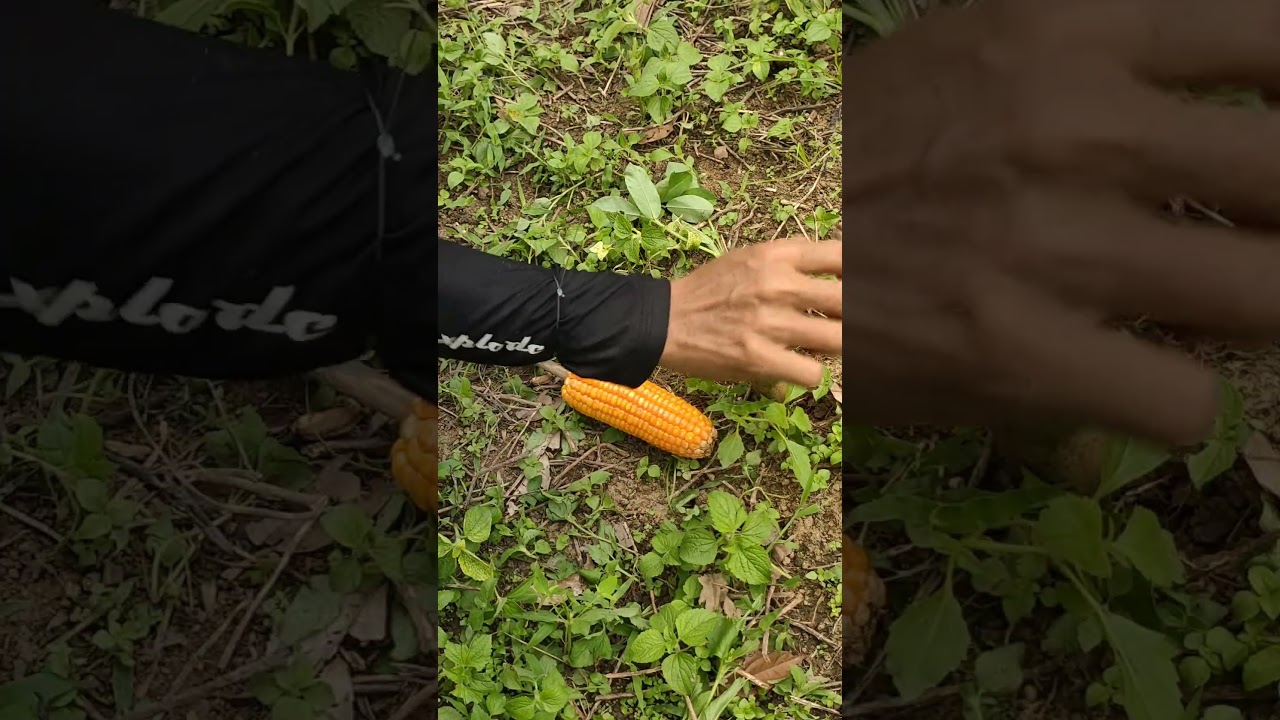 Membuat Perangkap Monyet AMPUH