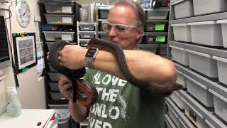 My Collection: Dominican Red Mountain Boas by Glen Reptiles 3,356 views 3 years ago 4 minutes, 30 seconds