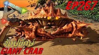 BGZ - ARK: Survival Evolved EP#267 จับปูยักษ์ Giant Crab
