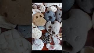 Seashell collection