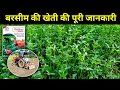 Complete information about berseem cultivation  how to cultivate berseem barsim farming  barsim farming