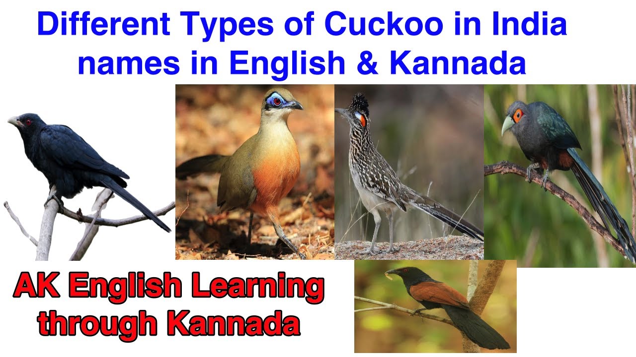 cuckoo essay in kannada language