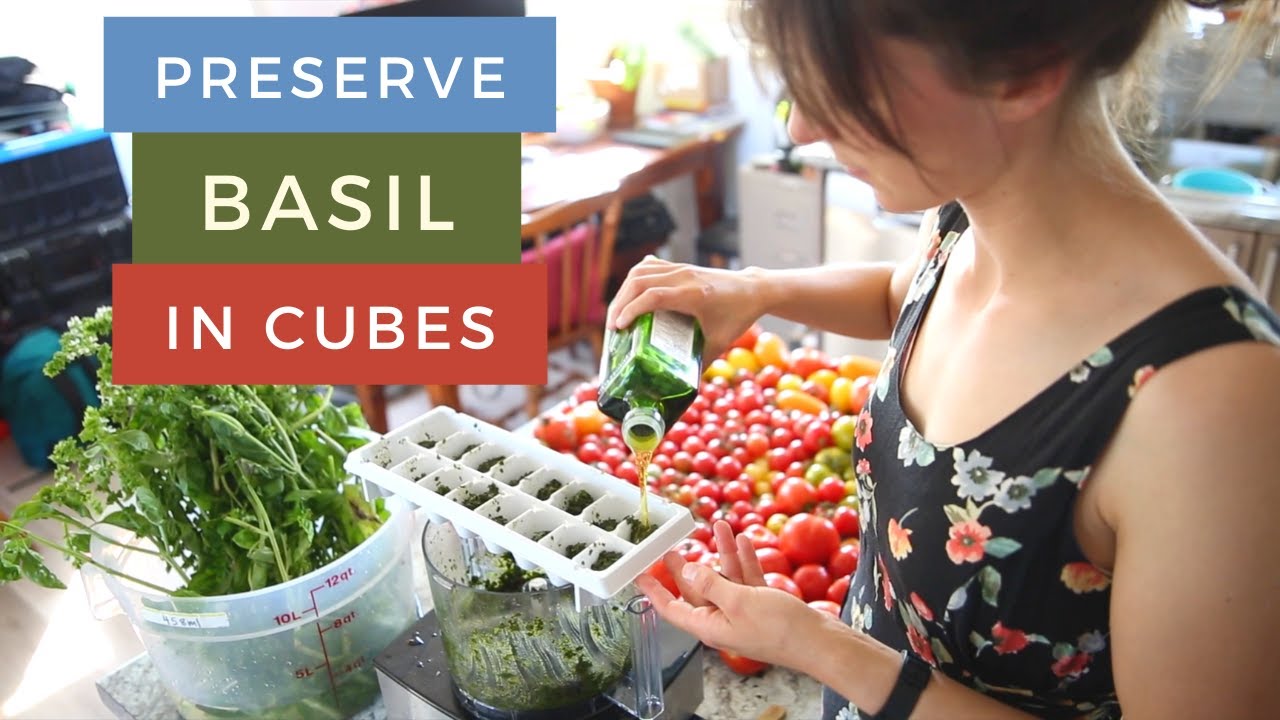 How to Store Basil in Freezer Cubes Freezing Basil in Olive Oil Cubes