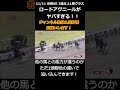 【競馬】ロードアヴニールがヤバい件について！3歳ダート馬の新星現る！ #競馬 #ウマ娘 #ロードアヴニール