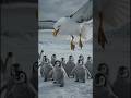 Aggressive Seagull tries to attack on Penguin babies #ai #nature #wildlife #seagull #penguin #birds