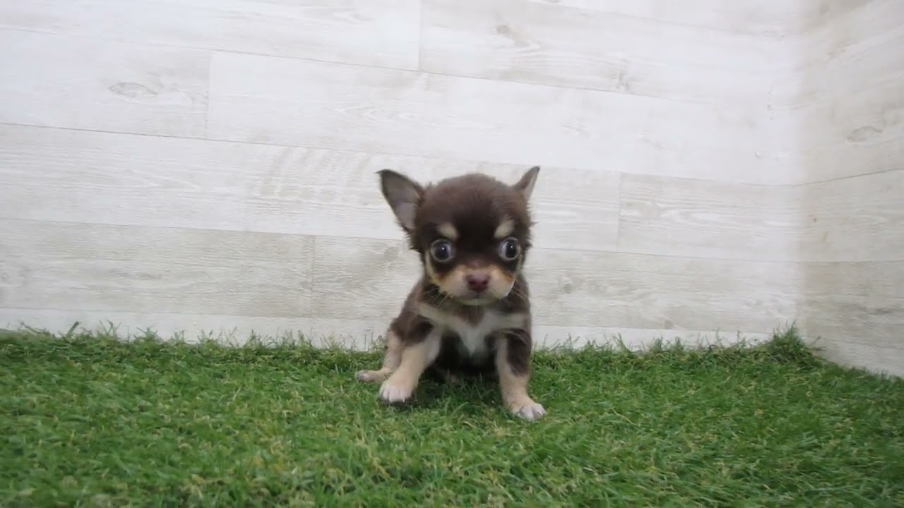 Coo&RIKU No.00740260 チワワ（ロングコート） - YouTube