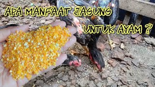 manfaat jagung untuk ayam