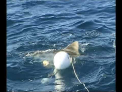 Steve Irwin - Most Dangerous Encounters (Part 2)