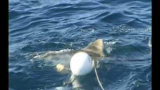 Steve Irwin - Most Dangerous Encounters (Part 2)