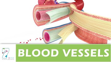 BLOOD VESSELS