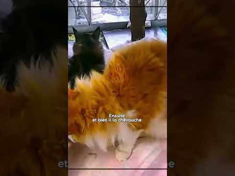 Comment Se Passe L Accouplement Chez Les Chats 